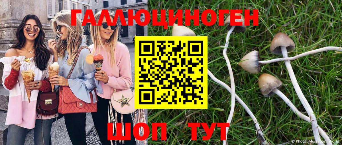Галлюциногенные грибы Psilocybe  Вход с VPN  Камышин  Псилоцибиновые грибы прущие грибы 
